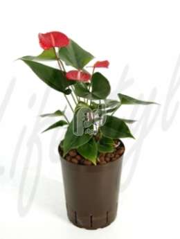 Антуриум (Anthurium vitara red)