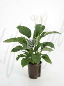 Спатифиллюм (Spathiphyllum gokyo)