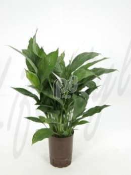 Спатифиллюм (Spathiphyllum mont blanc)