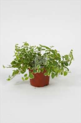 Фикус (Ficus pumila White Sunny)