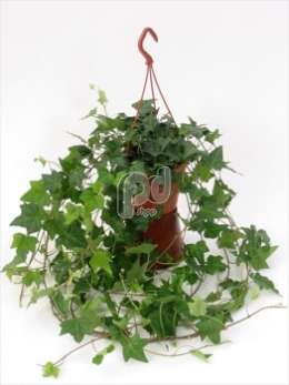 Плющ (Hedera helix Hang)
