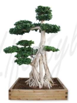 Фикус  мелкоплодный (Ficus microcarpa compacta)