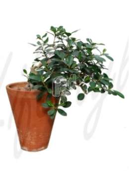 Фикус (Ficus panda Bonsai hanging plant)