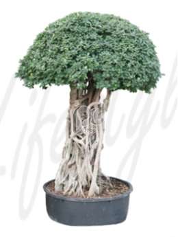 Фикус (Ficus panda Stem)