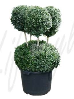 Самшит вечнозелёный (Buxus sempervirens Bonsai)
