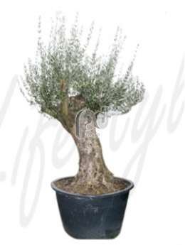 Маслина, оливковое древо (Olea europaea Bonsai)