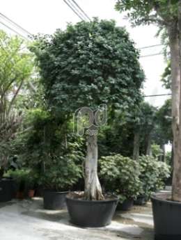 Фикус (Ficus panda Bonsai)