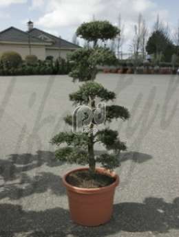 Ilex crenata Bonsai