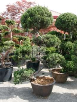 Можжевельник китайский (Juniperus chinensis Bonsai)