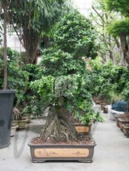 Фикус мелкоплодный  (Ficus microcarpa compacta bonsai )