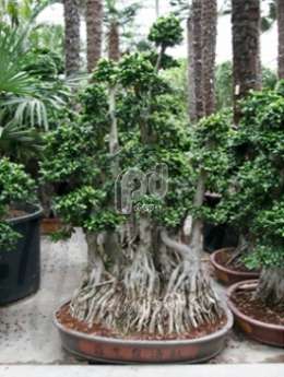 Фикус мелкоплодный (Ficus microcarpa compacta Bonsai branched )