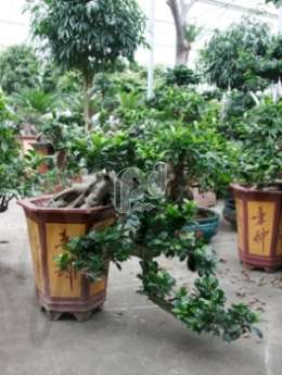 Фикус (Ficus microcarpa compacta cascade)