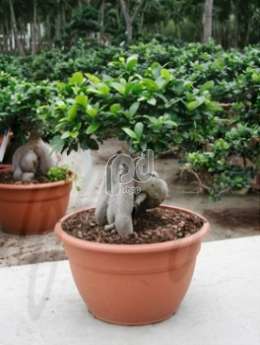 Фикус (Ficus microcarpa ginseng bonsai)