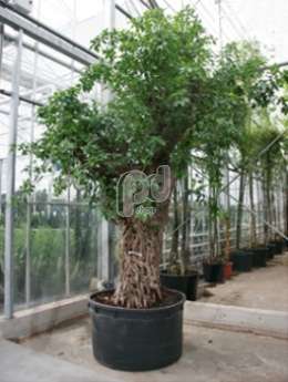 Фикус (Ficus nitida bonsai )