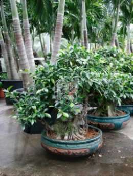 Фикус (Ficus nitida compacta bonsai )
