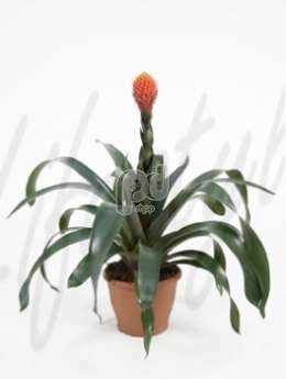 Гусмания  (Guzmania conifera)