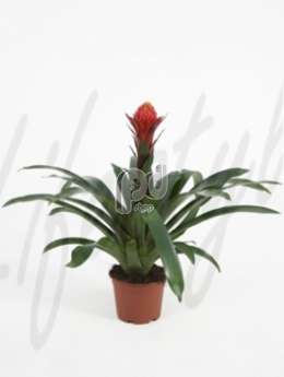 Гусмания (Guzmania focus)