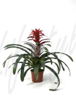 Гусмания (Guzmania wendy)