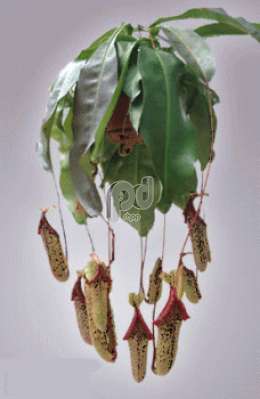 Непентес (Nepenthes miranda)