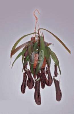 Непентес (Nepenthes Rebeccagr)