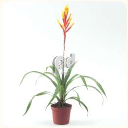 Гусмания (Guzmania gemma groot)