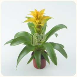Гусмания (Guzmania diana groot)