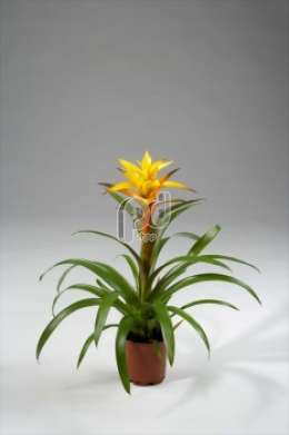 Гусмания (Guzmania gemengd)