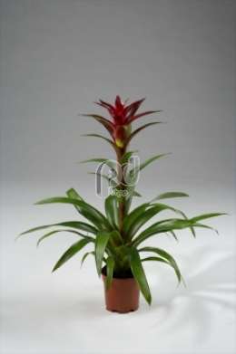 Гусмания (Guzmania Luna)