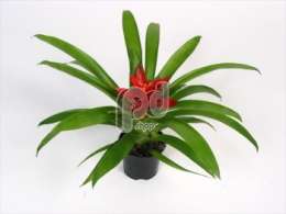 Гусмания (Guzmania minor Rondo)