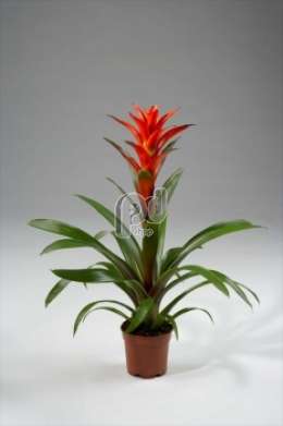 Гусмания (Guzmania Rana)