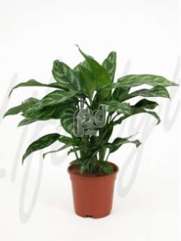 Аглаонема мария( Aglaonema maria)