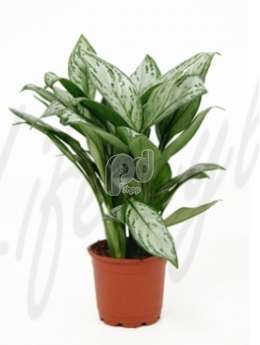 Аглаонема (Aglaonema maria christina)