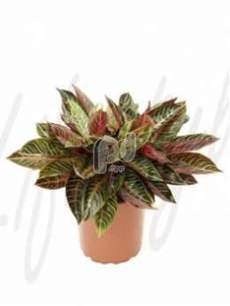 Аглаонема (Aglaonema red diamond)