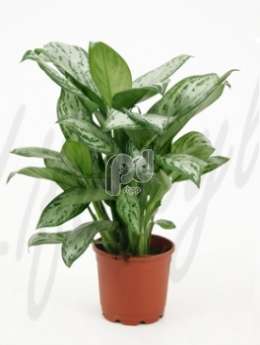 Аглаонема (Aglaonema silver queen)