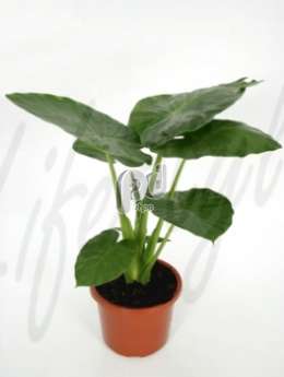 Алоказия (Alocasia calidora)