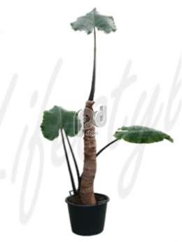 Алоказия (Alocasia macrorhiza)