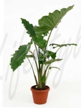 Алоказия (Alocasia portadora)