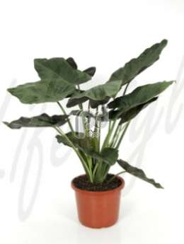 Алоказия (Alocasia wentii)