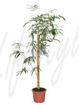 Бамбуки (Bambusa  vulgaris)