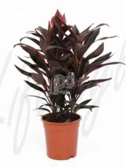 Кордилина (Cordyline tango)