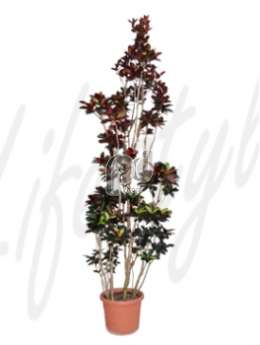 Кодиемум (Croton codiaeum iceton)