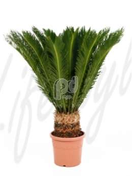 Цикас поникающий, папоротниковое дерево (Cycas revoluta)