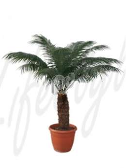 Цикас (Cycas rumphii )