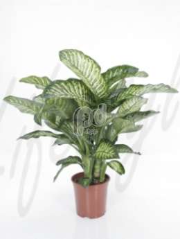 Диффенбахия (Dieffenbachia maroba)