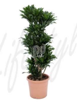 Драцена (Dracaena compacta)