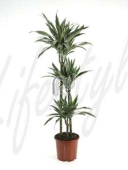 Драцена (Dracaena deremensis)