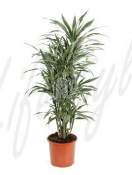 Драцена (Dracaena deremensis Branched)