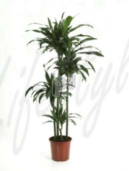 Драцена (Dracaena janet craig)