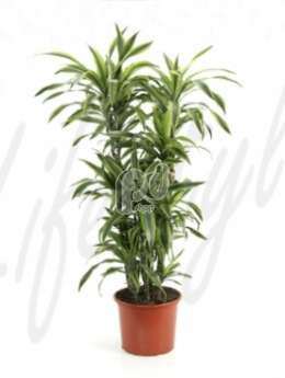 Драцена (Dracaena lemon lime)