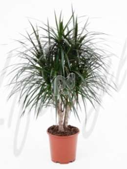 Драцена  Маргината (Dracaena marginata)